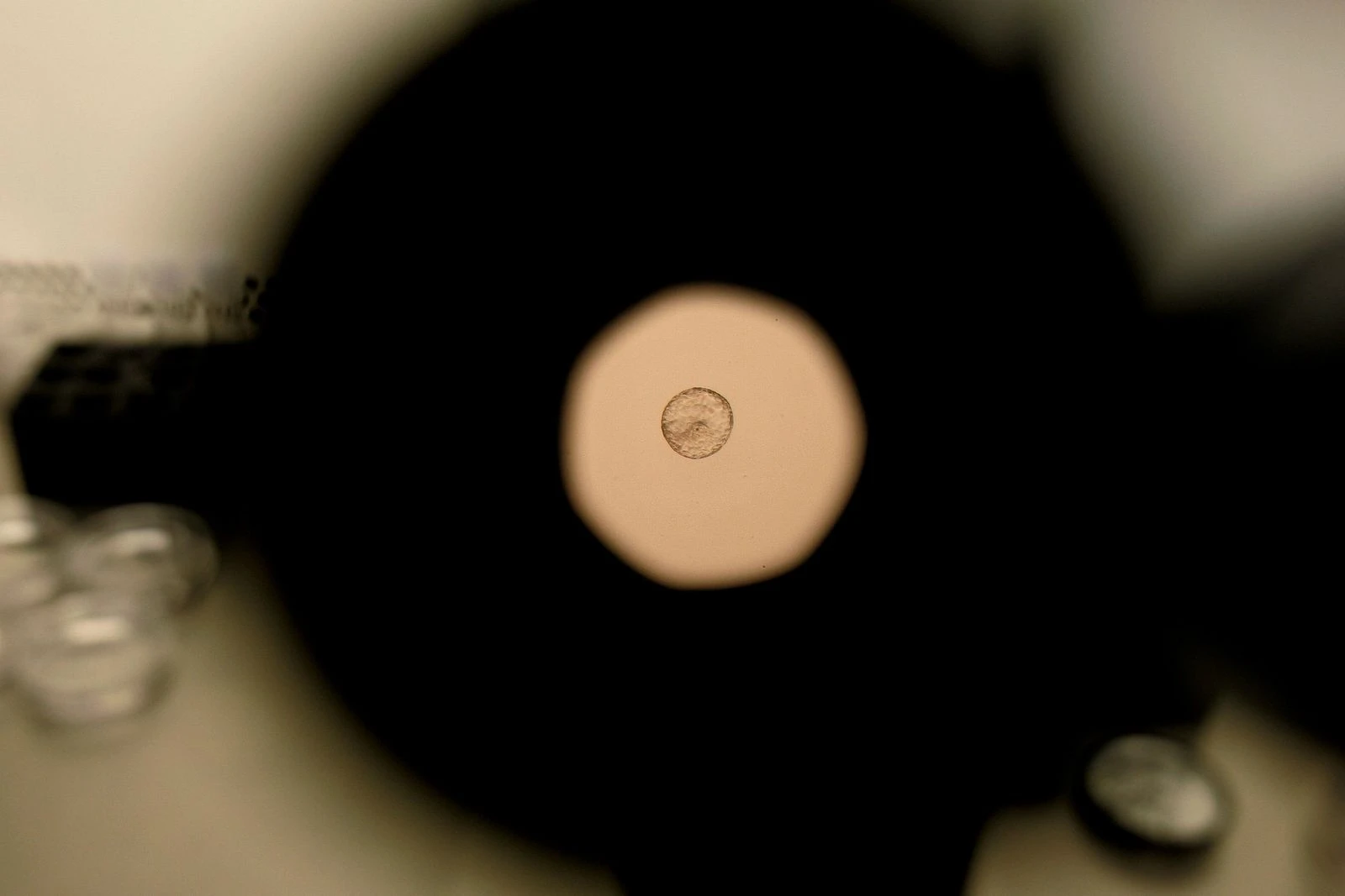 Scientists Just Caught Human Embryo Implantation on Camera